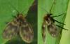 Trichomyia sp.